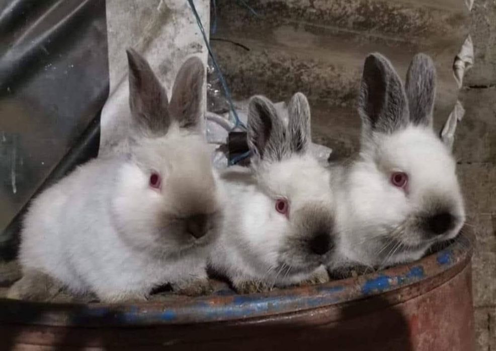 Vând pui iepurasi de californian