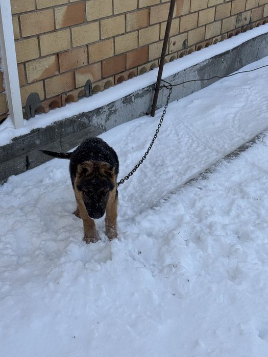 Щенок немецкая овчарка