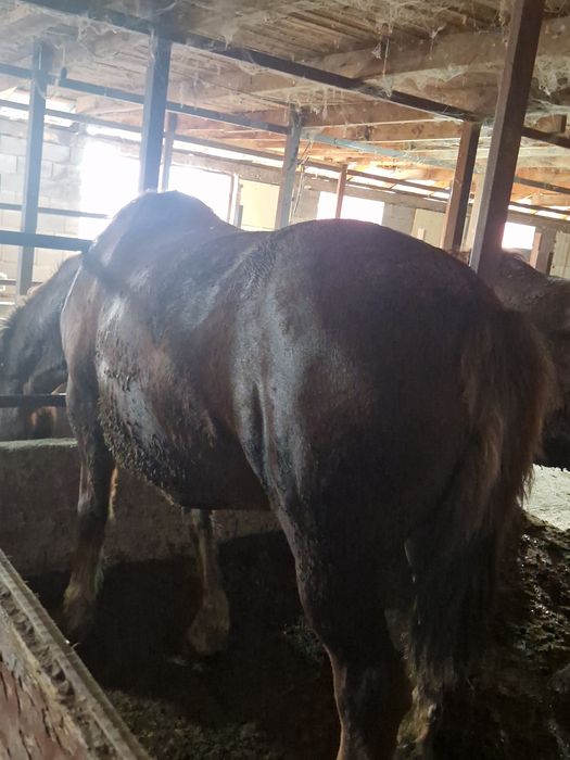 Бие кобыла тяжеловозы