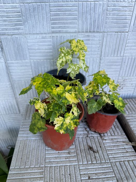 Абутилоны сортовые пестролистные цветущие