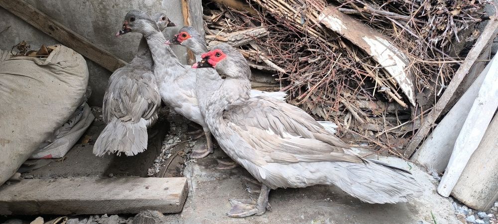 ГЕРМАНСКИЙ индоутка Таййор бизнес