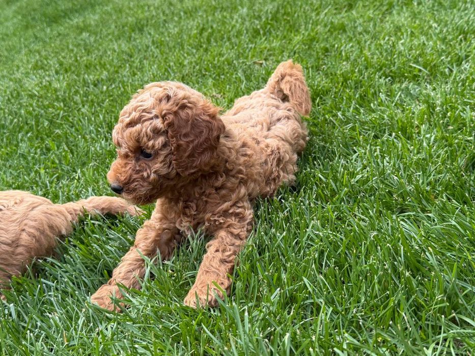 Той Пудель • мальчик, 2 месяца