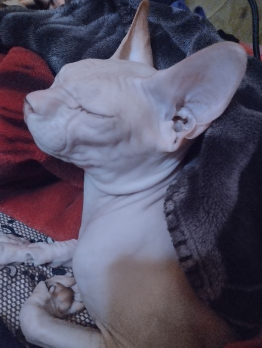 Канадский сфинкс