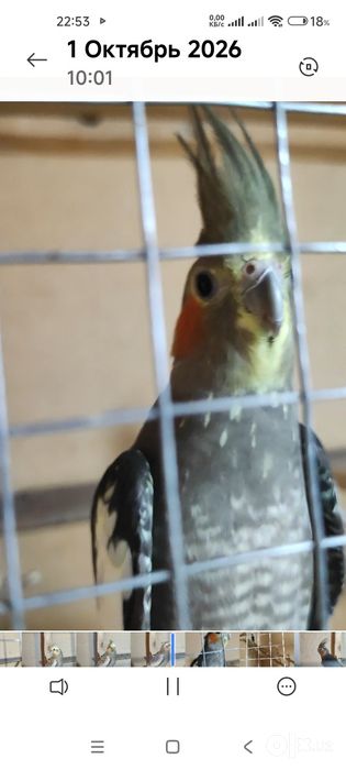 Срочно попугай карелла