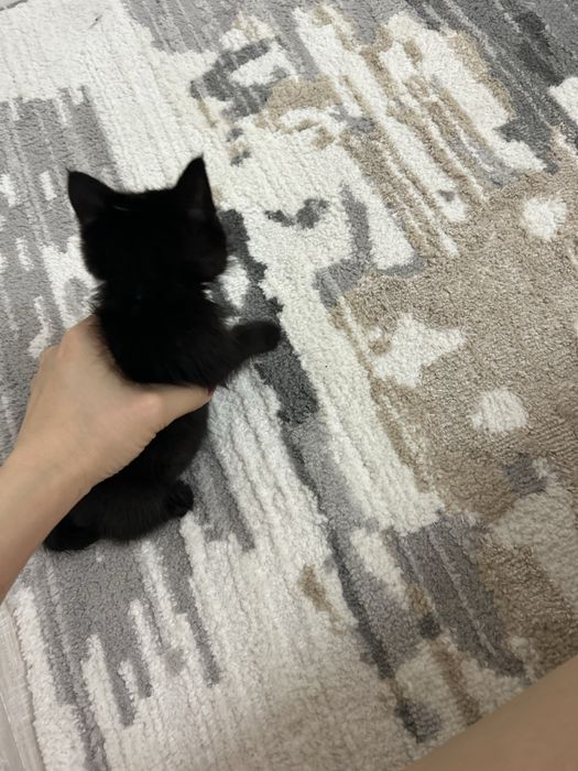 Котенок в добрве руки