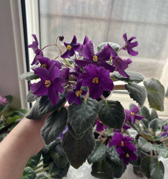 Продам цветущие сортовые фиалки