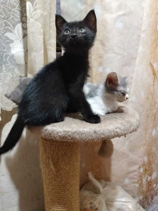 Отдам котят в добрые руки