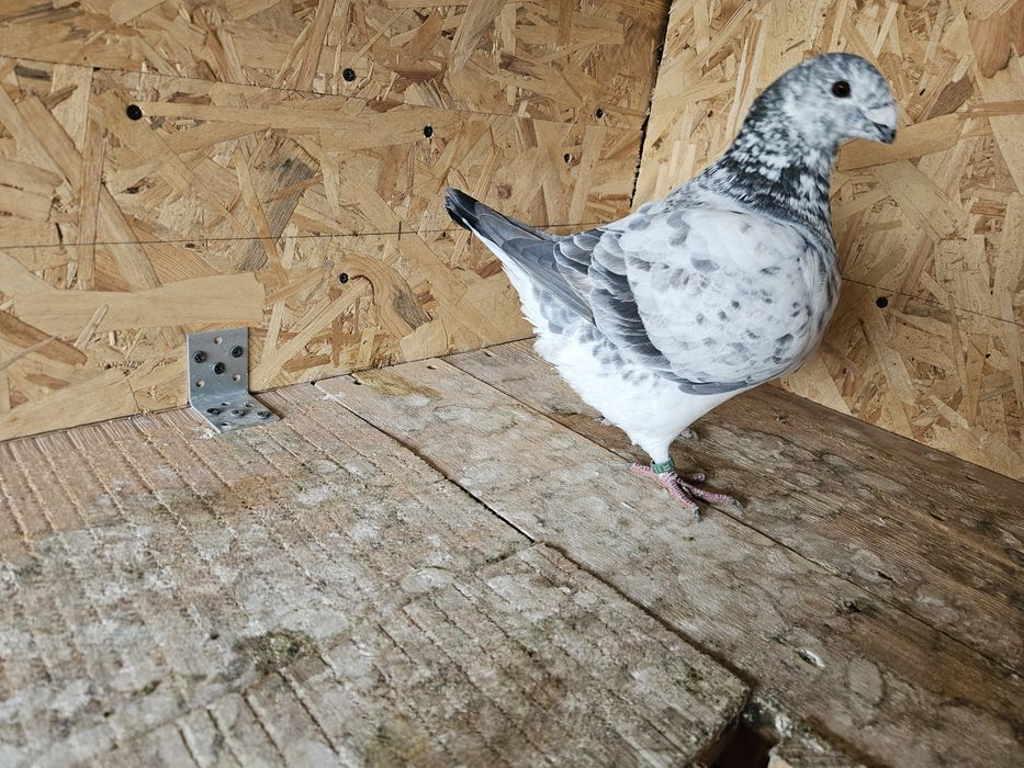 Porumbie amerocani  AGH de vanzare