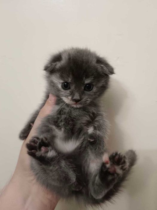 Продаются котята