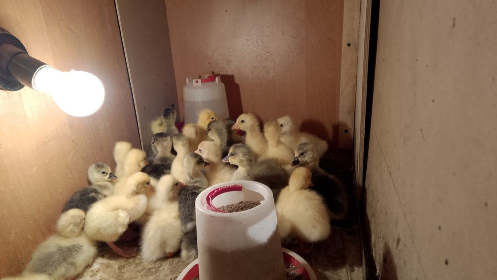 Продам гусят линда и серая