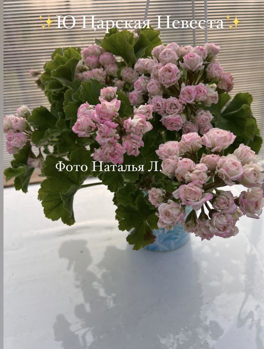 Сортовые пеларгонии.