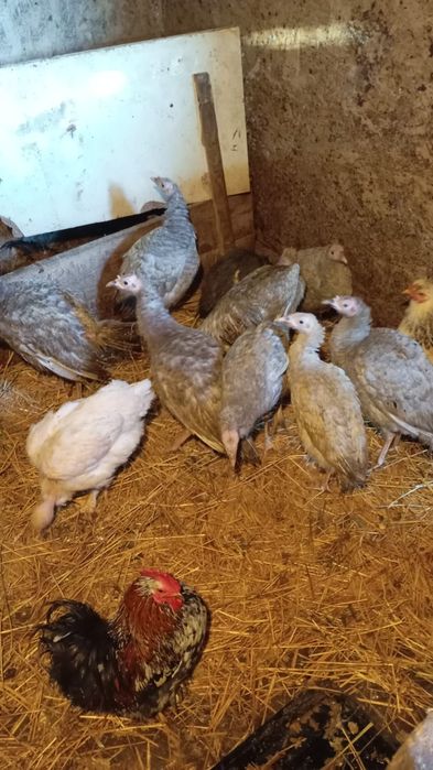 Vind sau schimb cu cereale