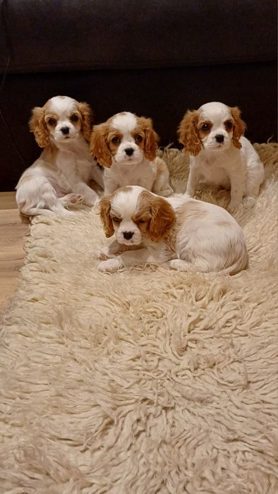 Продавам кавалер кинг чарлз шпаньол