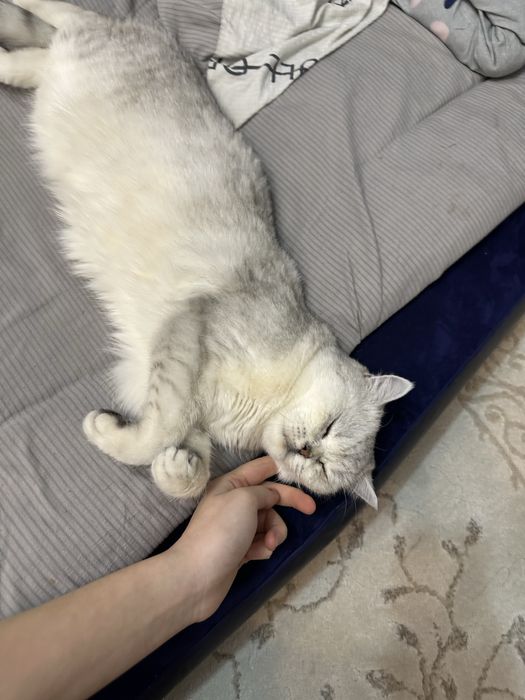 Ищем кота для вязки