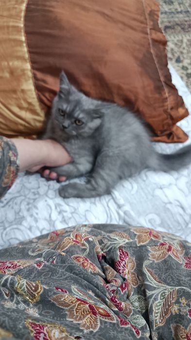 Скотч страйт 2 ойлик