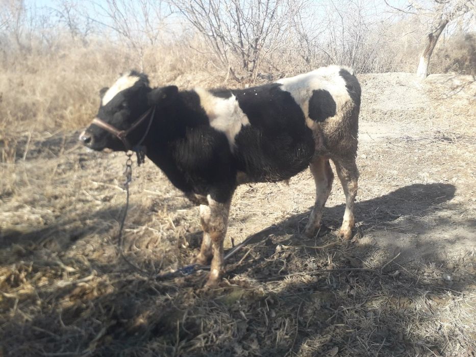 Chuqur tubsizlik anal soati