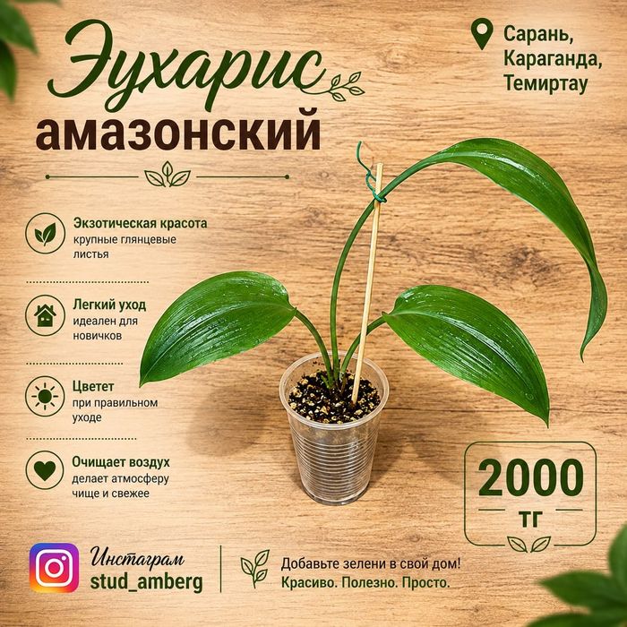 Диффенбахия Крокодил,драцена