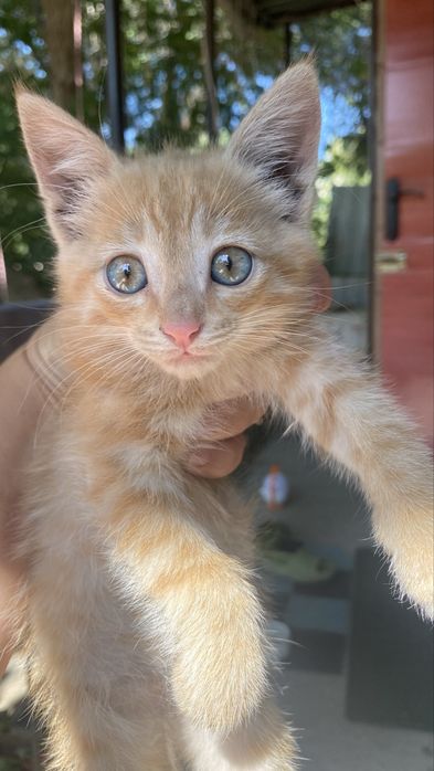 Котик мальчик рыжий