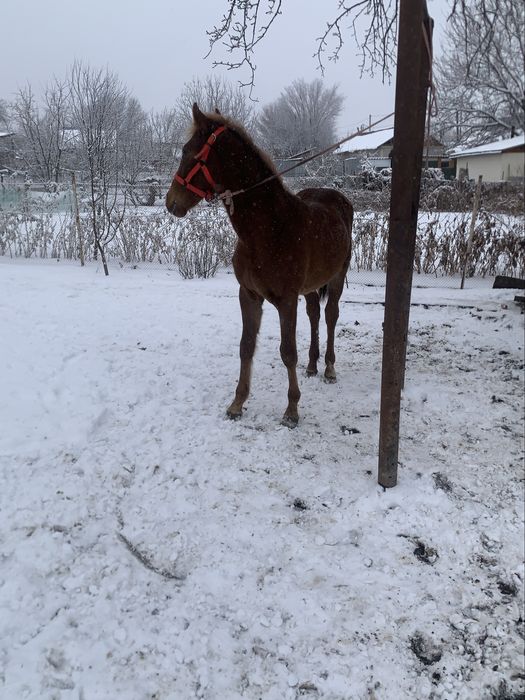 Жабагы тай сатылады