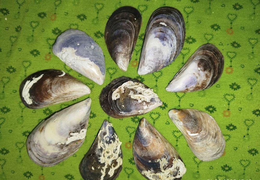 Ракушки натуральные