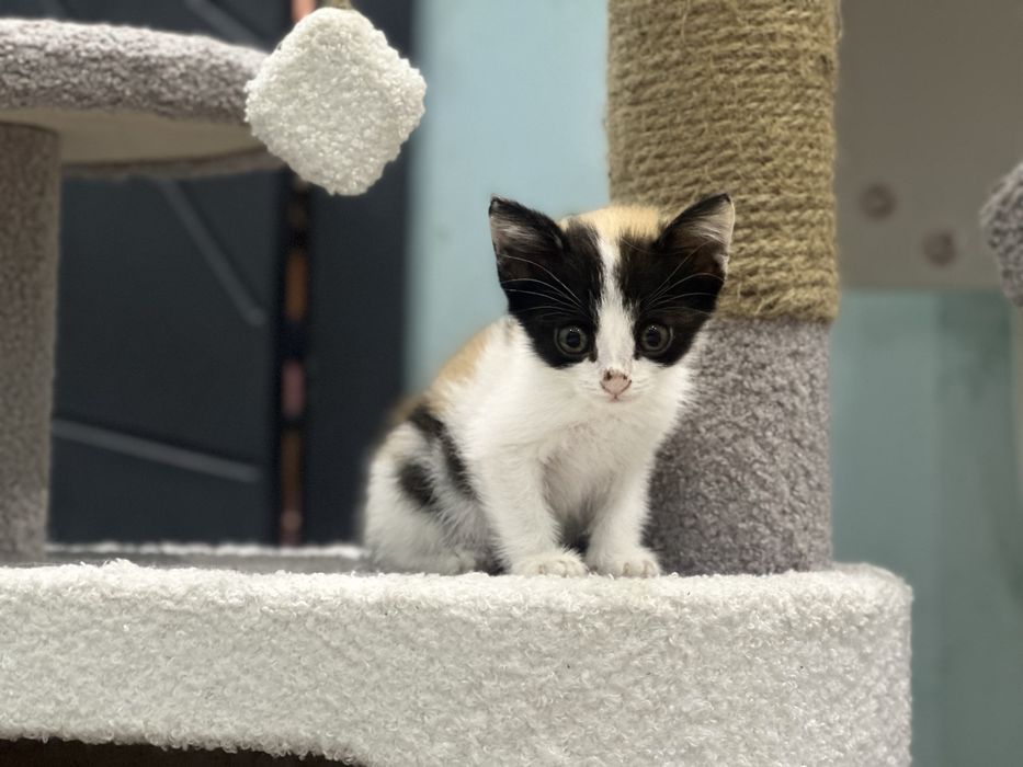 кошка, девочка в добрые руки