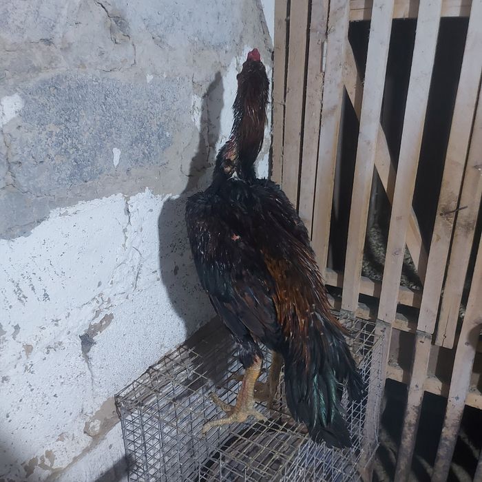 Шолпан туляк 2год крупный 5кг