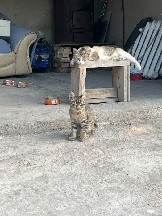 Котята крысоловы