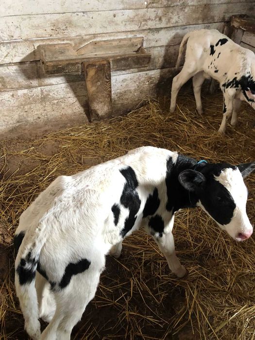 Tăurași de 1 săptămână