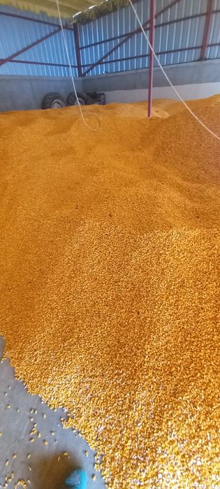 Porumb boabe de vanzare