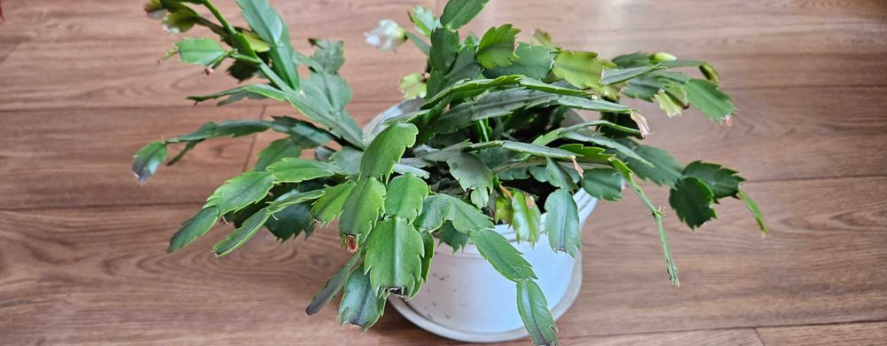 Комнатное растение Декабрист