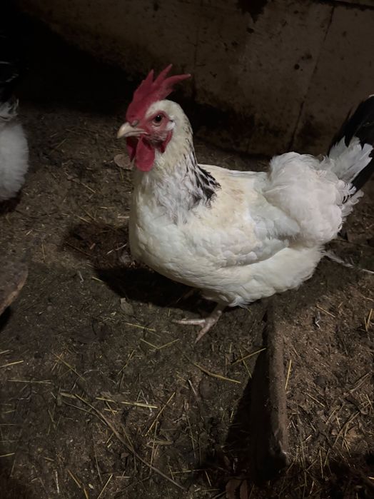 Продам курочек несушек
