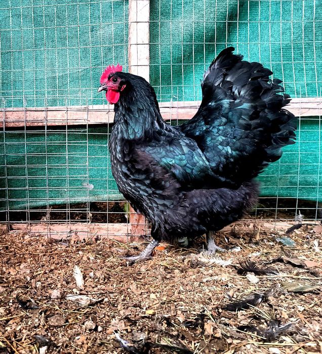 Австралорп руминя продаю яйцо 25.-30. тисч ...