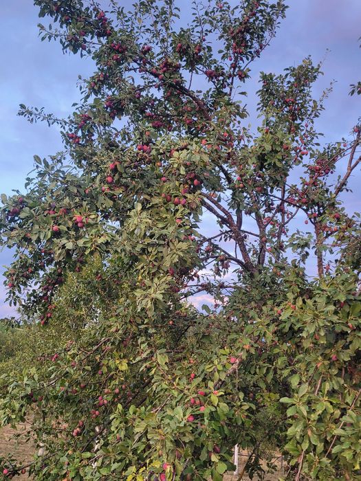 Prune de Lapugiu de Sus