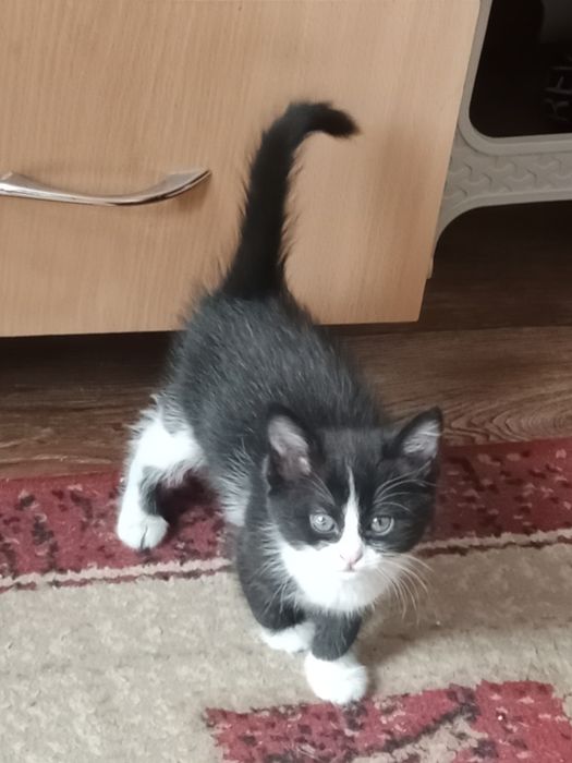 Отдаю котёнка девочку в добрые руки