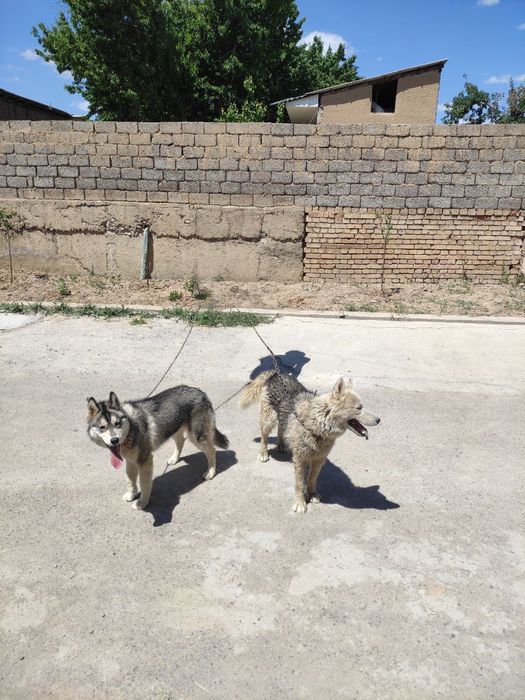 Xaski oq bosh 3 yow qorasi 2 yow