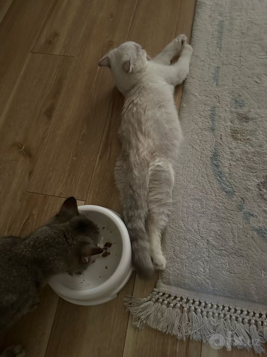 Кошка, шиншилла вислоухая