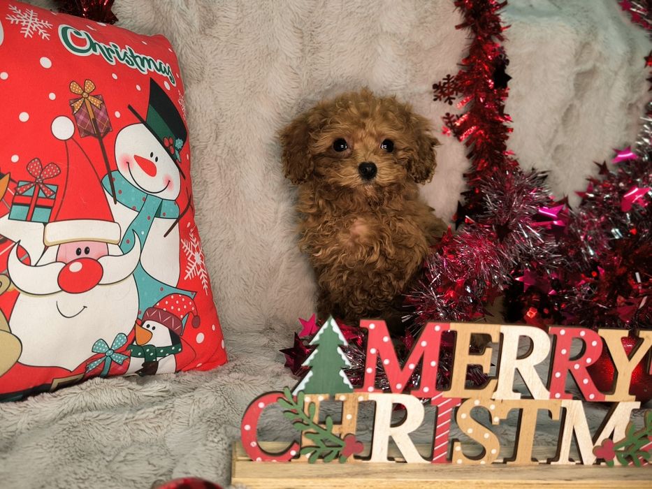 Vand fetita Pudel rosu toy