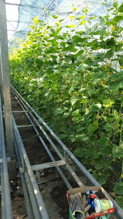 Течен органичен тор с микроорганизми НПК Био Бленд Микробиал