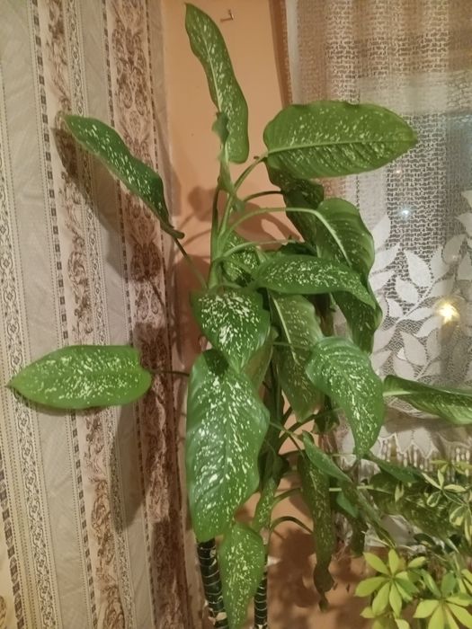 Продавам Дифенбахия