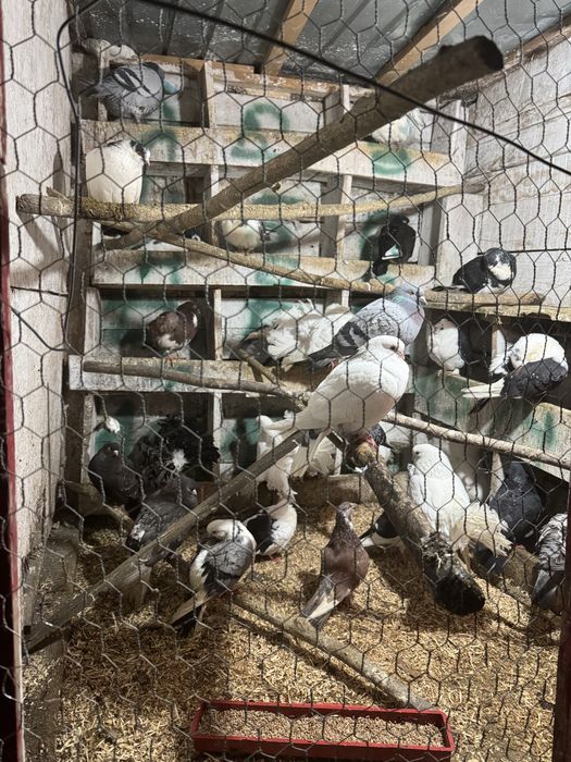 Porumbei Olt ornament