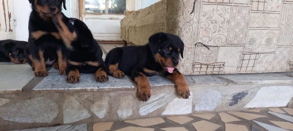 Продаются щенки ротвейлера.