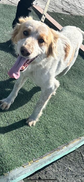 Молодой пёс кастрат