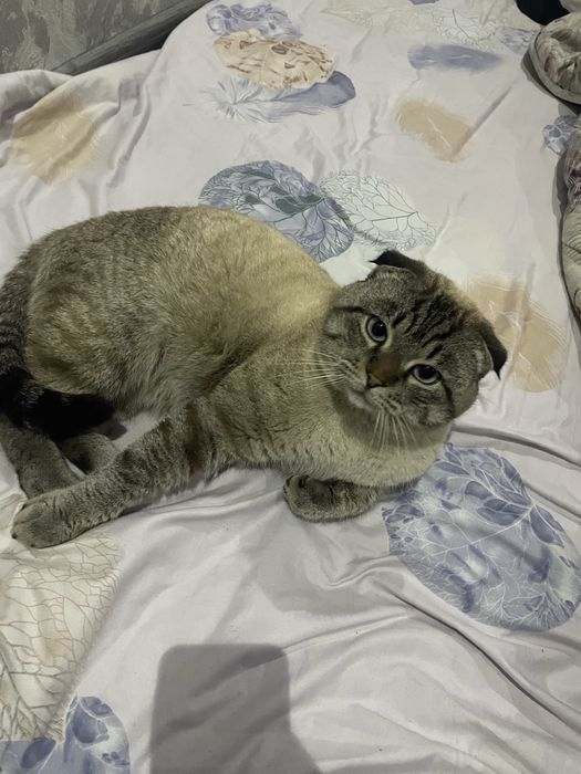 Шотландскый фолд