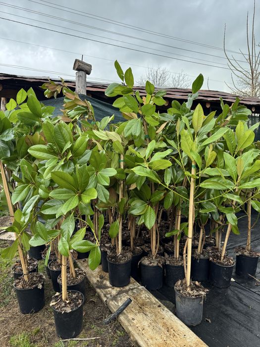 Магнолия Грандифлора(Grandiflora) - вечнозелена