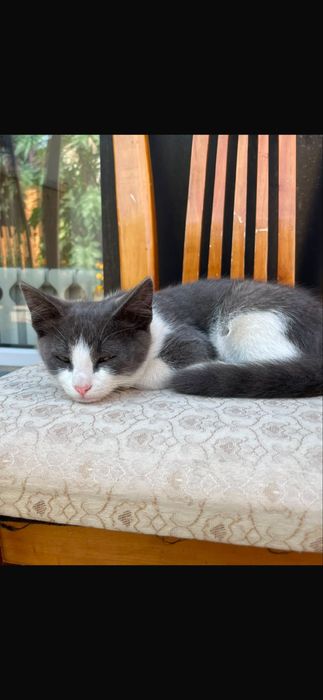 Котенки бесплатно