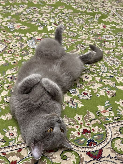 Отдам кошечку в хорошие и добрые руки