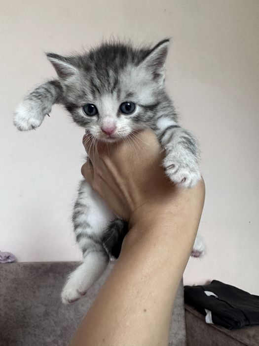 Продам котят мальчики