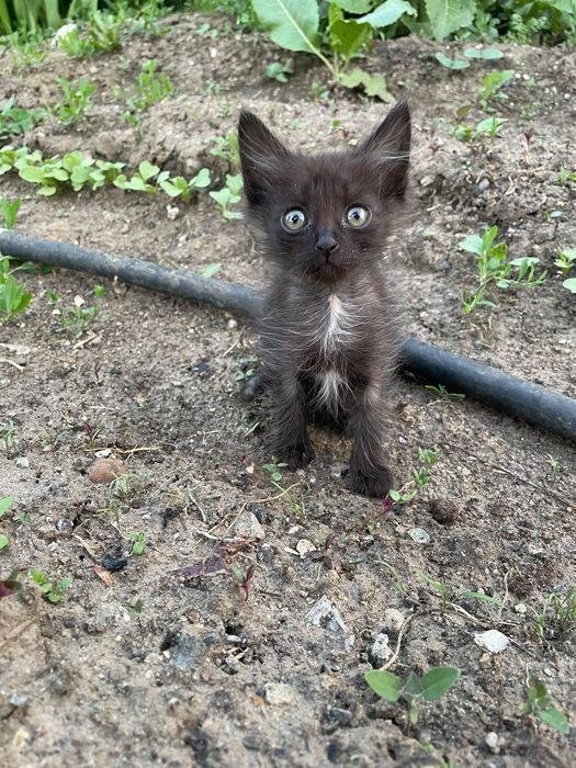 Отдам котят в добрые руки