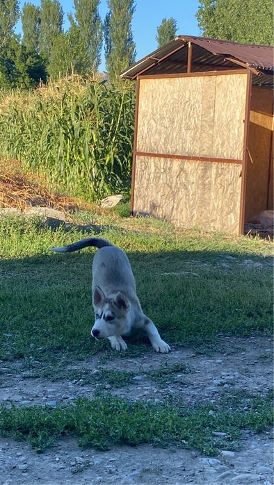 Сибирский хаски