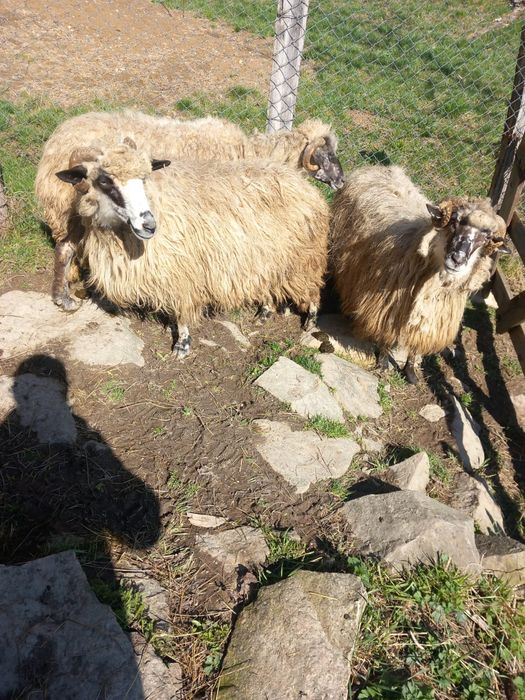 Oi de vânzare cu lapte